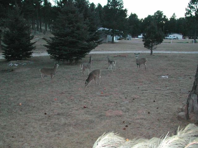Photo from Custer, SD Trip (Christmas 2002)