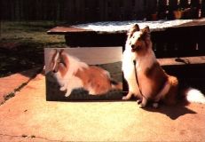 Fox immortalized
