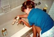 Fox getting a bath